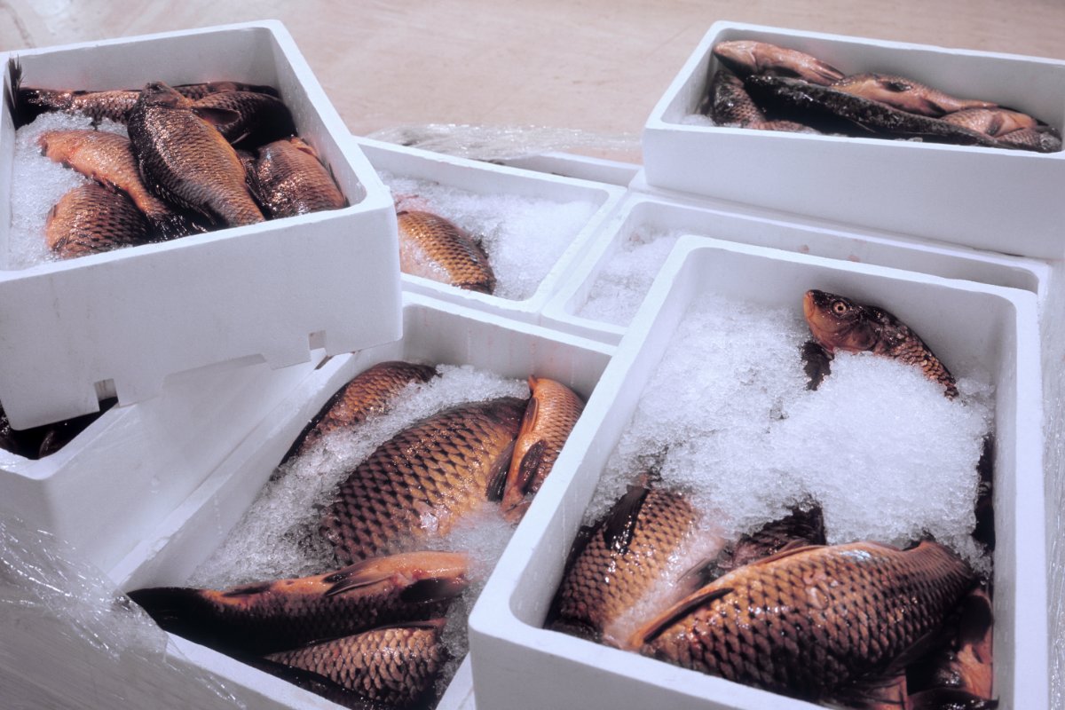 frozen fish packaging